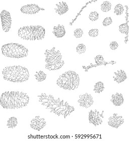 hand drawn pine cones, isolated at white background