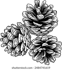 Hand drawn Pine Cones Sketch Illustration