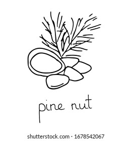 Hueca de pino dibujada a mano. Esbozo con letras. Nueces con caparazón. Vector aislado