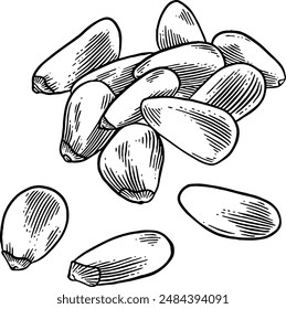 Hand drawn Pine Nuts Sketch Illustration