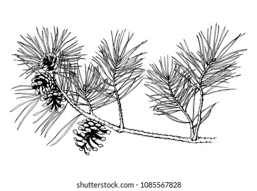 Hand drawn pine tree branch with cones isolated on white background. Vector illustration. Black pen in vintage engraved style