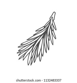 Hand drawn pine tree branch isolated on white background. Ink illustration in vintage engraved style