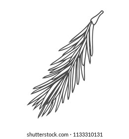 Hand drawn pine tree branch isolated on white background. Ink illustration in vintage engraved style