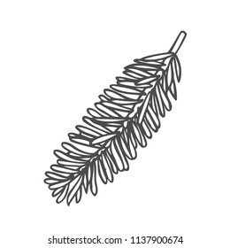 Hand drawn pine tree branch isolated on white background. Ink illustration in vintage engraved style