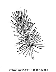 Hand drawn pine tree branch isolated on white. Vector illustration in sketch style. Christmas and New Year decor element