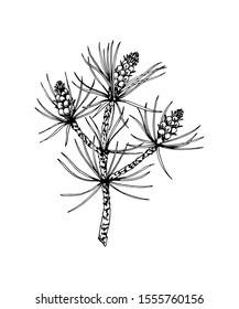 Hand drawn pine tree branch isolated on white. Vector illustration in sketch style. Christmas and New Year decor element