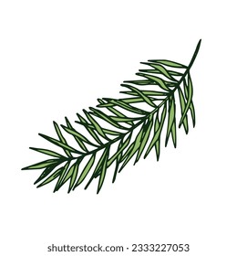Hand drawn pine tree branch isolated on white background. Ink illustration in vintage sketch style. Winter decoration for christmas.