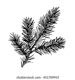 Hand drawn pine tree branch isolated on white background. Ink illustration in vintage engraved style