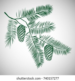 Hand drawn pine tree branch. Ink illustration in vintage engraved style. Vector illustration