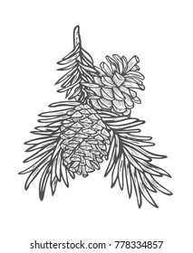 Hand drawn pine tree branch isolated on white background. Ink illustration in vintage engraved style