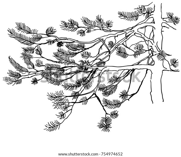 Для иллюстрации какой ветви. Ветка сосны Графика. Хвойные ветки Графика. Ветка сосны раскраска для детей. Стилизованная ветка сосны.