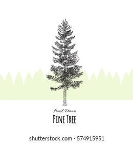 Hand Drawn Pine Tree Illustration