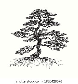 Hand drawn pine tree silhouette. Ink black and white drawing.