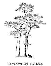 Hand drawn PINE TREE, sketch. Vector illustration