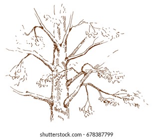 Hand drawn Pine tree. Sketch, vector illustration.