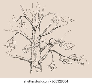 Hand drawn Pine tree. Sketch, vector illustration.