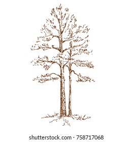 Hand drawn pine tree. Sketch on a white background. Vector illustration.