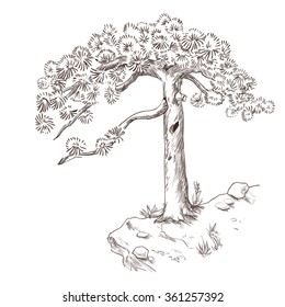 Hand drawn pine tree staying on the rock drawn by brown ink on white in oriental style