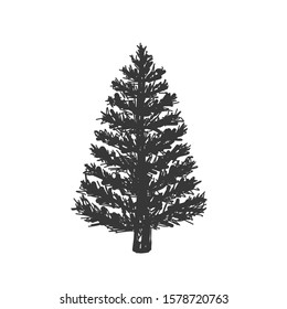 Hand Drawn Pine Tree - Vector Christmas Tree