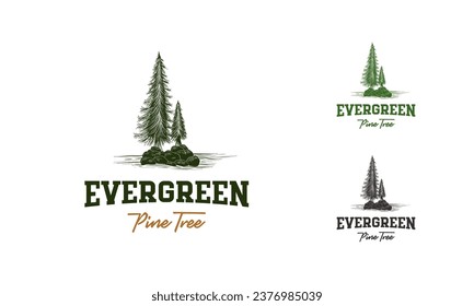 Hand Drawn Pine tree vintage logo, evergreen fir vector illustration design