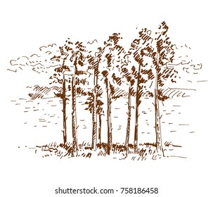 Hand drawn pine trees, landscape with pine forest. Sketch on a white background. Vector illustration.