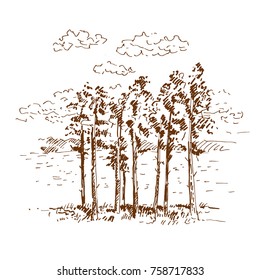 Hand drawn pine trees, landscape with pine forest. Sketch on a white background. Vector illustration.