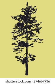 hand drawn pine vector illustration