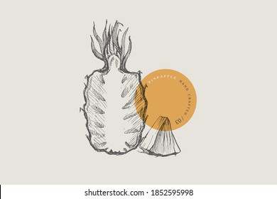 Hand drawn pineapple. Dessert and exotic fruit, whole and cutaway. Organic food concept. Can be used for your design. Vintage botanical illustration on a light isolated background.