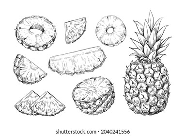 Hand drawn pineapple. Exotic ananas pieces and slices. Tropical plant fruit sketches set. Nature sweet dessert template. Botanical summer meal elements. Vector juicy vegetarian food