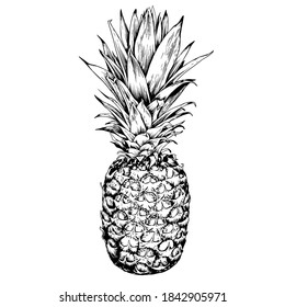 Hand drawn pineapple. Exotic tropical fruit. Black and white vetor illustration.