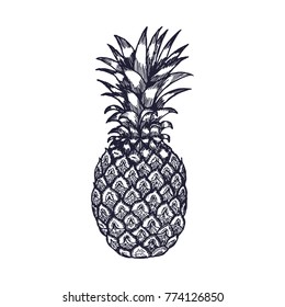 Hand Drawn Pineapple Fruit Engrave Sketch on White Background. Vector illustration