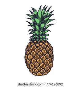 Hand Drawn Pineapple Fruit Engrave Sketch on White Background. Vector illustration