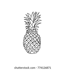 Hand Drawn Pineapple Fruit in White Background. Vector illustration