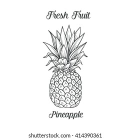 Hand drawn pineapple icon. Vector illustration  pineapple in old ink style. For brochures, banner, restaurant menu and market
