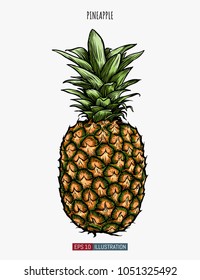 Hand drawn pineapple isolated. Template for your design works. Engraved style vector illustration.