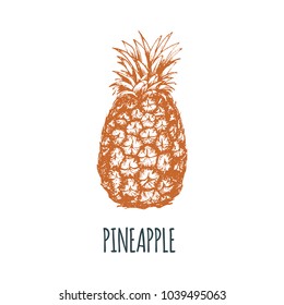 Hand drawn pineapple on white background. Vector illustration of fruit. Vegetarian food sketch. Farm market product.