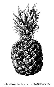 Hand -  drawn pineapple on white background