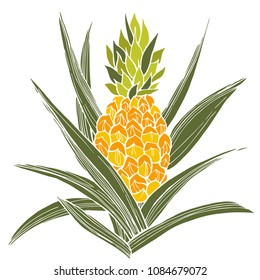 Hand drawn pineapple plant. Vector sketch illustration