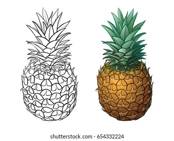 Hand drawn pineapple plus color. Vector illustrations on white background