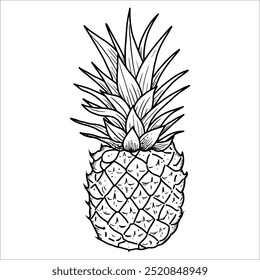 Hand drawn pineapple. Vector illustration