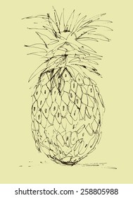 Hand drawn pineapple vector illustration