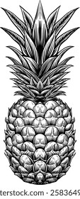 hand drawn pineapple vector vintage illustration