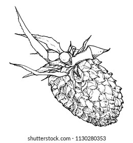 Hand drawn pineapple in vintage realistic style