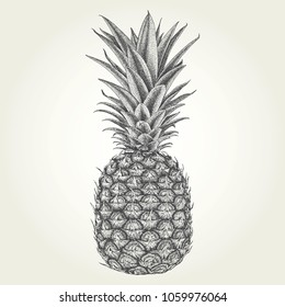 Hand drawn pineapple. Vintage vector illustration