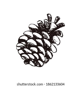 Hand Drawn pinecone isolated on white background. Christmas and New Year decoration elements. Template for postcard, banner, poster, web design. Doodle vector illustration.