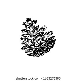 Hand drawn pinecone vector illustration. Linocut pine or fir cone decorative graphic image. Stylized monochrome engraved black isolated on white background. 