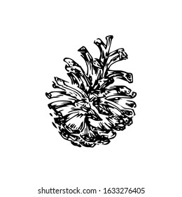 Hand drawn pinecone vector illustration. Linocut pine or fir cone decorative graphic image. Stylized monochrome botanical black isolated on white background. 