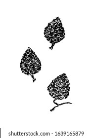 Hand drawn pinecone vector illustration set. Linocut pine or fir cone decorative graphic image. Stylized monochrome black isolated on white background. 