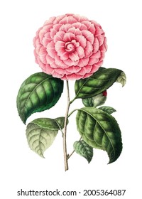 
Hand drawn pink camellia flower design element Free download It`s perfect for fabrics, t-shirts, mugs, decals, pillows, logo, pattern and much more!
