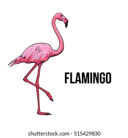 Hand drawn pink flamingo, colorful sketch style vector illustration isolated on white background. Hand drawing of pink flamingo, scientific ornithological illustration